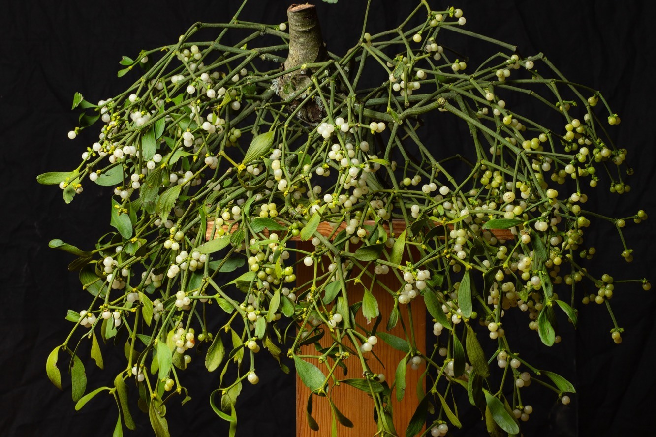 5d806eab50a1b10652c4b4dd443ef5449e268b13