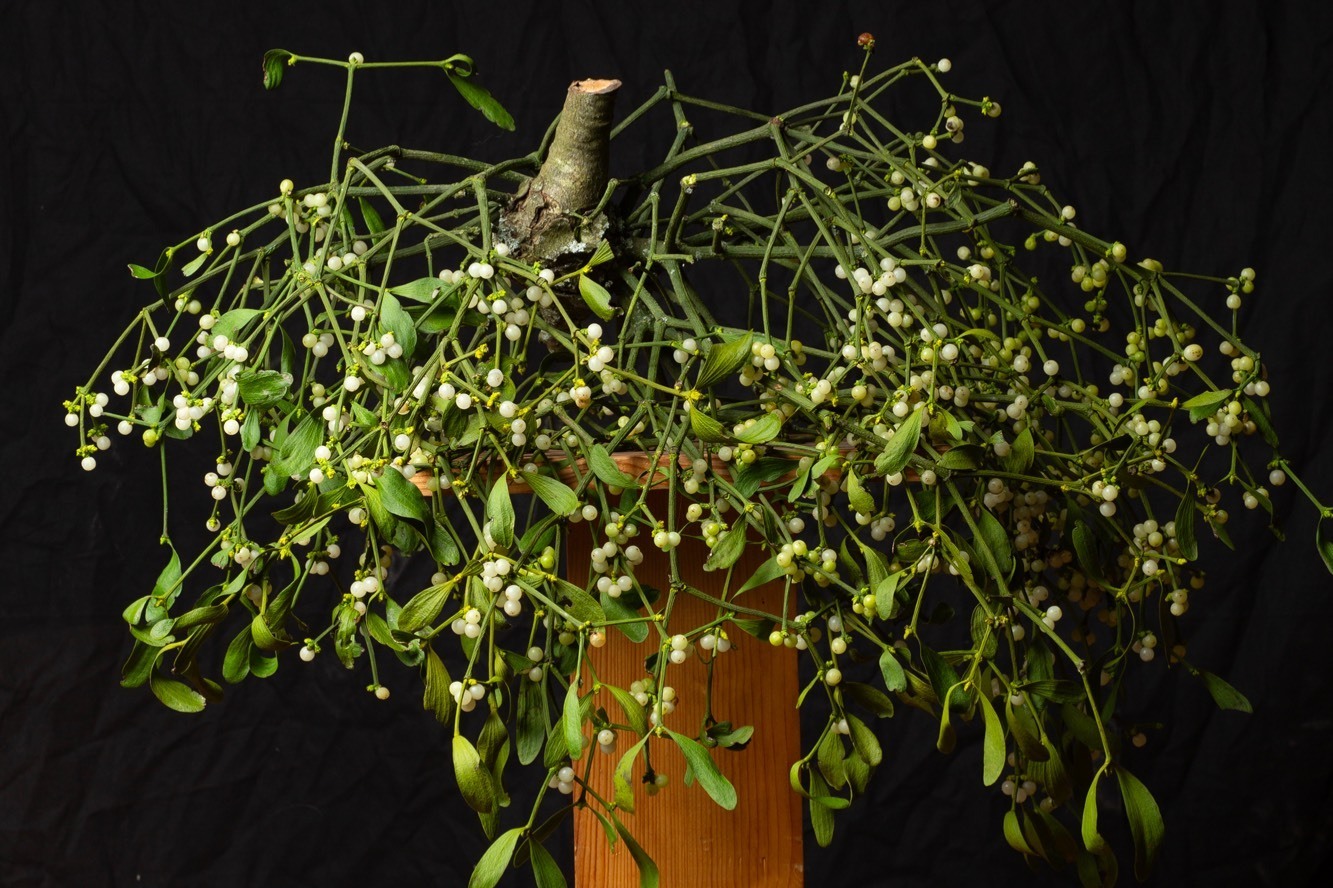 Bc55f3cd5c3d77ba97b344a998c9da58d96fa9cd