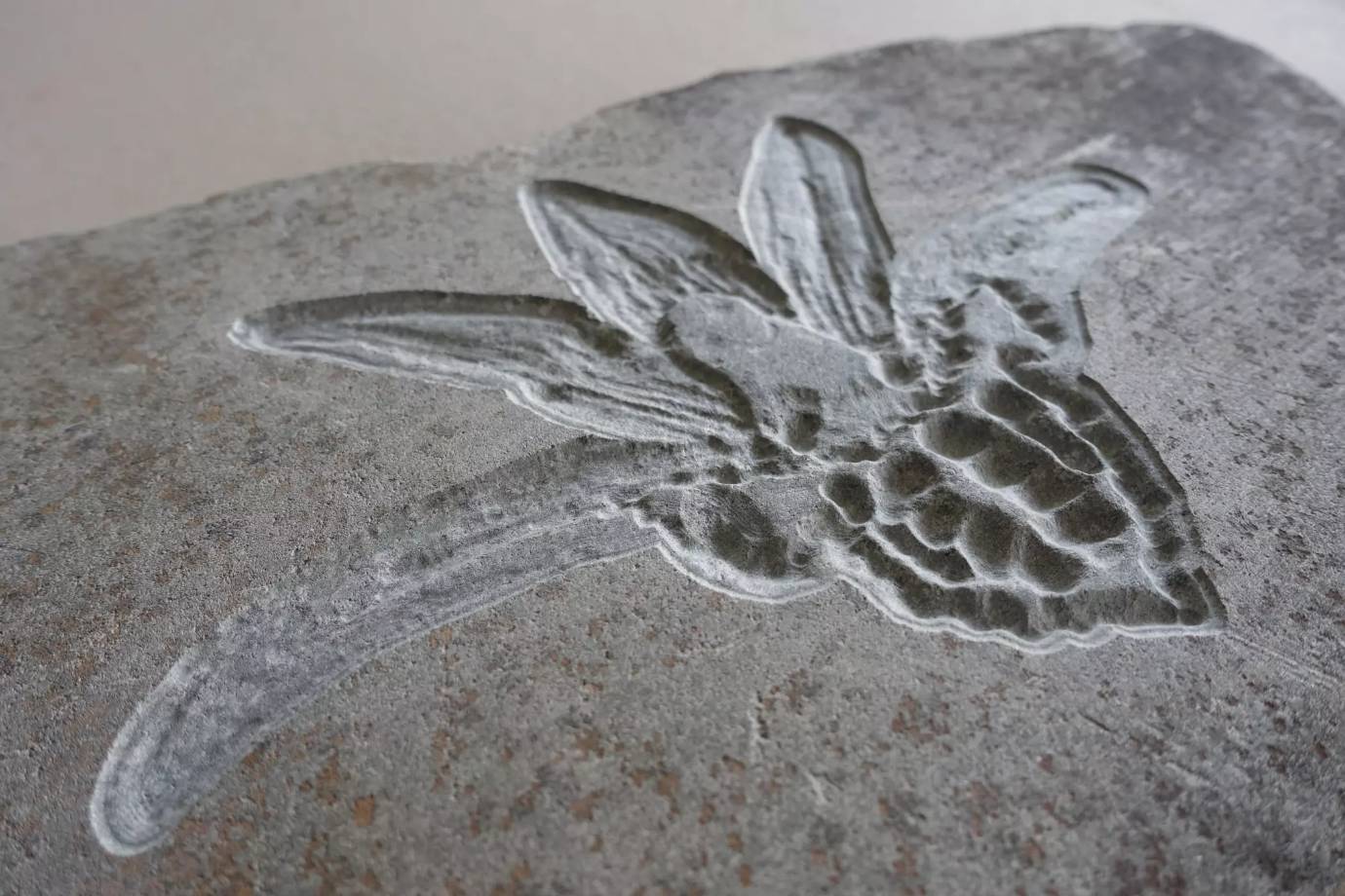 Ca210977bdcbc1cafd3fa5a33226a0229027f63e