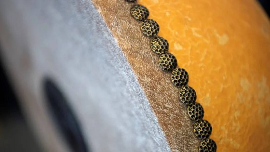 Ff8f58b432752ff1cac6cc2a6e817aa967c8a423